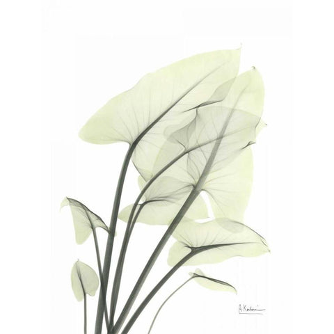 Calla Leaf In Green Black Modern Wood Framed Art Print with Double Matting by Koetsier, Albert