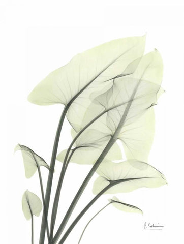 Calla Leaf In Green White Modern Wood Framed Art Print with Double Matting by Koetsier, Albert