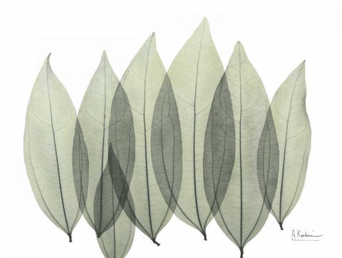 Coculus Leaf In Green White Modern Wood Framed Art Print with Double Matting by Koetsier, Albert