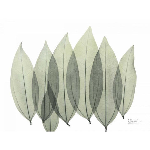 Coculus Leaf In Green Black Modern Wood Framed Art Print with Double Matting by Koetsier, Albert