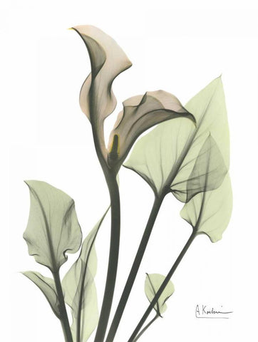 Calla Lily in Green White Modern Wood Framed Art Print with Double Matting by Koetsier, Albert