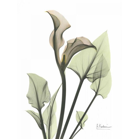 Calla Lily in Green Black Modern Wood Framed Art Print with Double Matting by Koetsier, Albert