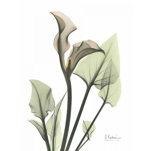Calla Lily in Green Gold Ornate Wood Framed Art Print with Double Matting by Koetsier, Albert