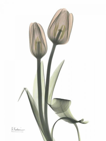 Tulip - Marjorie White Modern Wood Framed Art Print with Double Matting by Koetsier, Albert