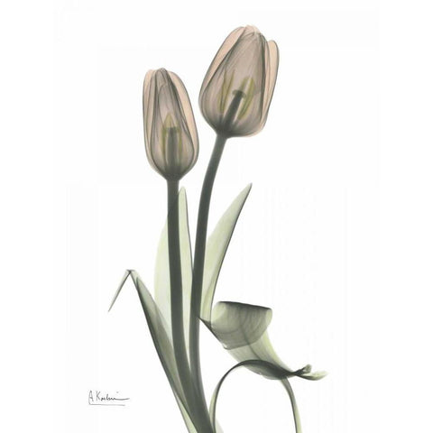 Tulip - Marjorie White Modern Wood Framed Art Print by Koetsier, Albert