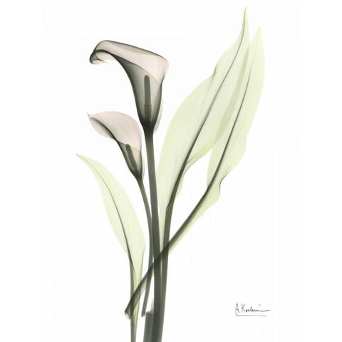 Calla - Marjorie White Modern Wood Framed Art Print by Koetsier, Albert