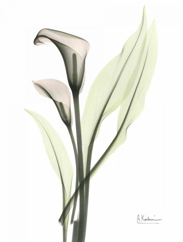 Calla - Marjorie White Modern Wood Framed Art Print with Double Matting by Koetsier, Albert