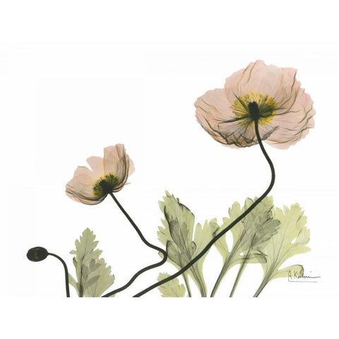 Amandas Iceland Poppies Gold Ornate Wood Framed Art Print with Double Matting by Koetsier, Albert