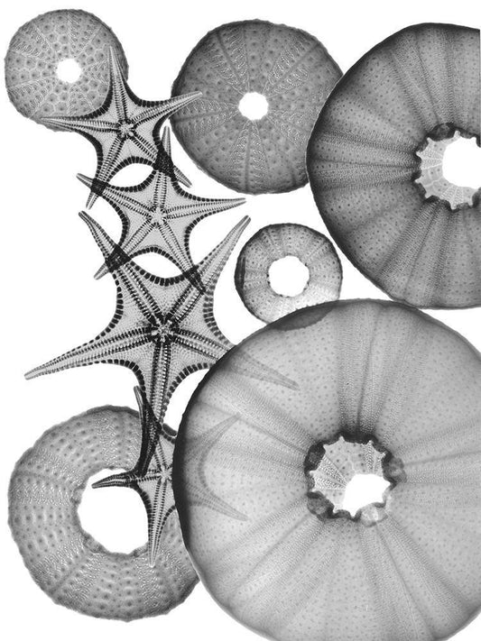Image Only