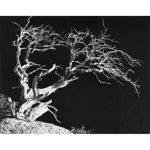 Bodi Tree White Modern Wood Framed Art Print by Koetsier, Albert