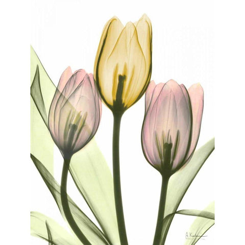 Gentle Tulips Black Modern Wood Framed Art Print with Double Matting by Koetsier, Albert