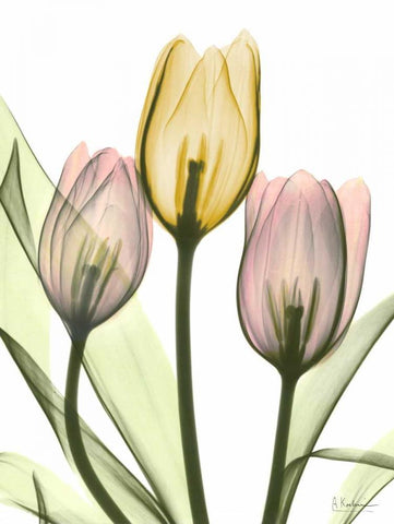 Gentle Tulips White Modern Wood Framed Art Print with Double Matting by Koetsier, Albert