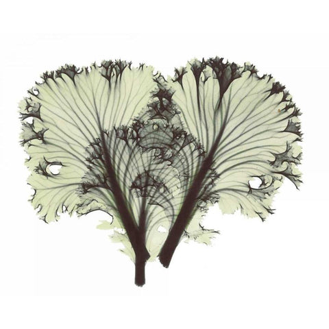 Kale in Green Black Modern Wood Framed Art Print by Koetsier, Albert