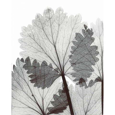Anise  in BandW Black Modern Wood Framed Art Print with Double Matting by Koetsier, Albert