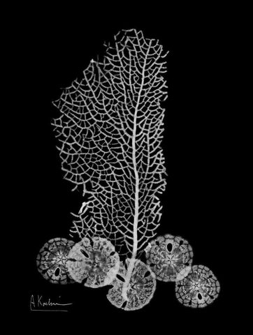 Sea Fan and Sand Dollar  on Black White Modern Wood Framed Art Print with Double Matting by Koetsier, Albert