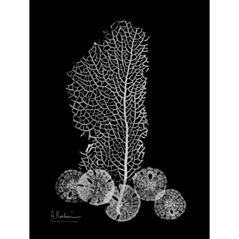 Sea Fan and Sand Dollar  on Black Black Modern Wood Framed Art Print by Koetsier, Albert