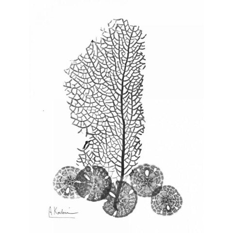 Sea Fan and Sand Dollar  in BandW Black Modern Wood Framed Art Print with Double Matting by Koetsier, Albert