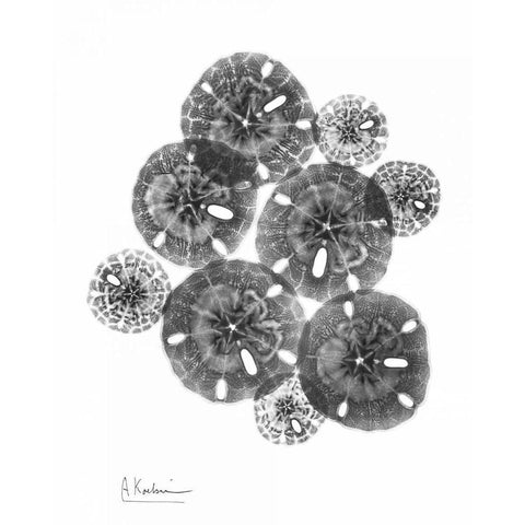 Sand Dollar Arrangement Gold Ornate Wood Framed Art Print with Double Matting by Koetsier, Albert