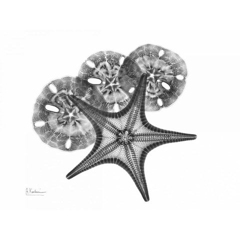 Starfish and Sand Dollar Black Modern Wood Framed Art Print with Double Matting by Koetsier, Albert
