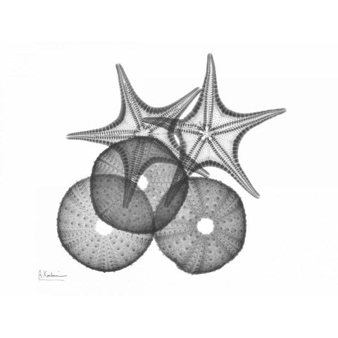 Sea Urchin and Starfish White Modern Wood Framed Art Print by Koetsier, Albert