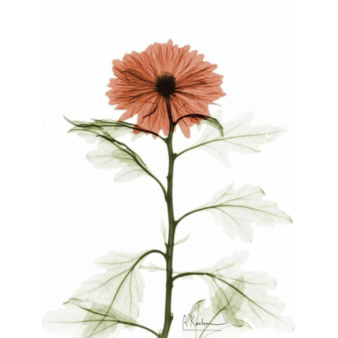 Chrysanthemum for Chrissy Black Modern Wood Framed Art Print by Koetsier, Albert