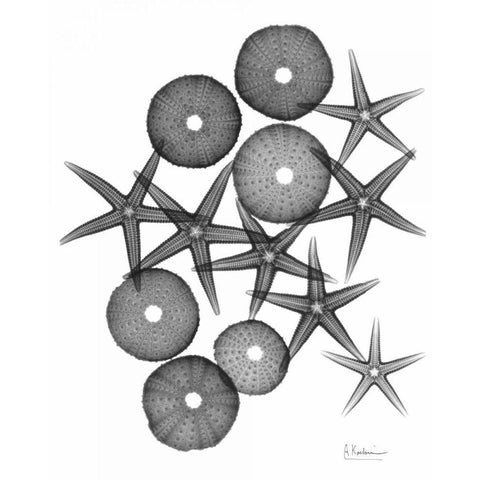 Starfish and Sea Urchin Medley White Modern Wood Framed Art Print by Koetsier, Albert