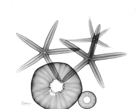 Starfish and Sea Urchin  Arrangement White Modern Wood Framed Art Print with Double Matting by Koetsier, Albert