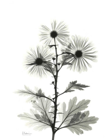 Chrysanthemum for Christine Black Ornate Wood Framed Art Print with Double Matting by Koetsier, Albert
