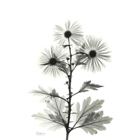 Chrysanthemum for Christine Black Modern Wood Framed Art Print by Koetsier, Albert