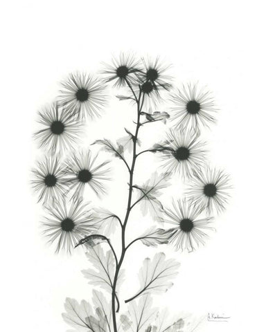 Chrysanthemum Bouquet Black Ornate Wood Framed Art Print with Double Matting by Koetsier, Albert