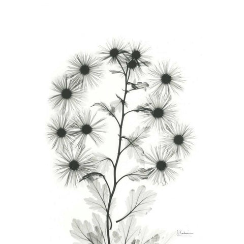 Chrysanthemum Bouquet Black Modern Wood Framed Art Print with Double Matting by Koetsier, Albert