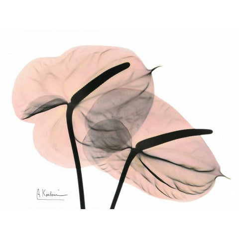 Pink Anthurium White Modern Wood Framed Art Print by Koetsier, Albert