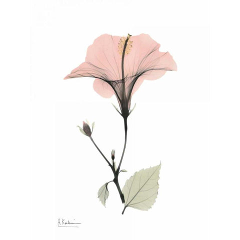 Pink Hibiscus White Modern Wood Framed Art Print by Koetsier, Albert