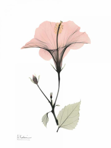 Pink Hibiscus White Modern Wood Framed Art Print with Double Matting by Koetsier, Albert