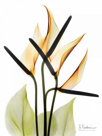 Anthurium White Modern Wood Framed Art Print with Double Matting by Koetsier, Albert