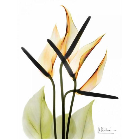 Anthurium Black Modern Wood Framed Art Print with Double Matting by Koetsier, Albert