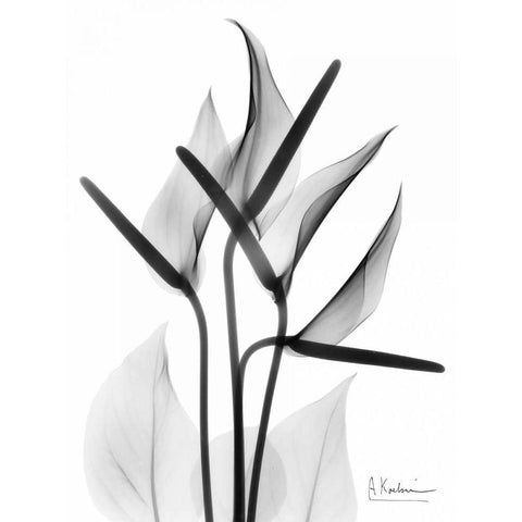 Anthurium in BandW White Modern Wood Framed Art Print by Koetsier, Albert