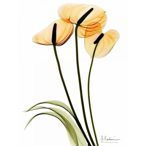 Anthurium White Modern Wood Framed Art Print by Koetsier, Albert