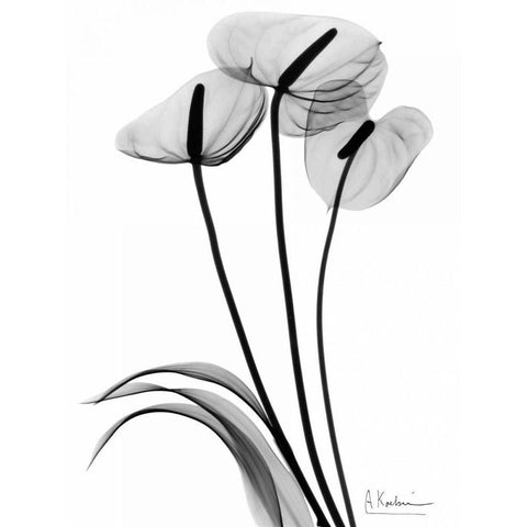 Anthurium Triple in BandW Black Modern Wood Framed Art Print by Koetsier, Albert