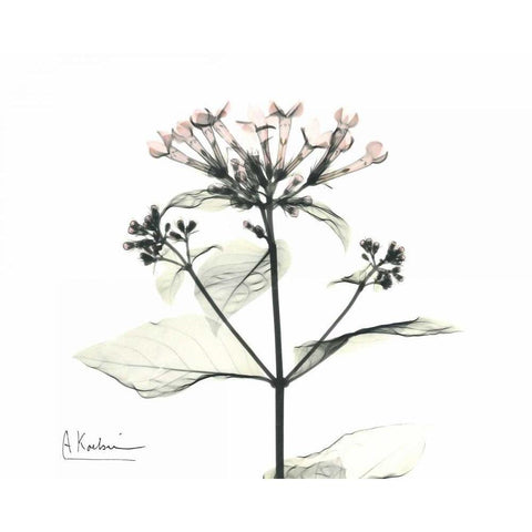 Bounaidia in Bloom White Modern Wood Framed Art Print by Koetsier, Albert