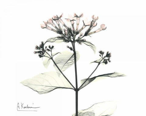 Bounaidia in Bloom Black Ornate Wood Framed Art Print with Double Matting by Koetsier, Albert