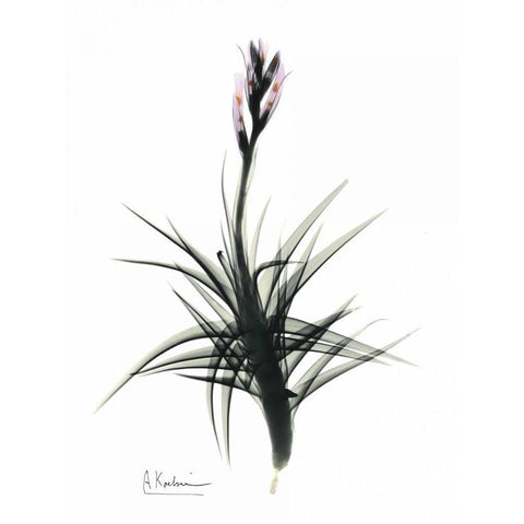 Tillandsia in Bloom Black Modern Wood Framed Art Print with Double Matting by Koetsier, Albert