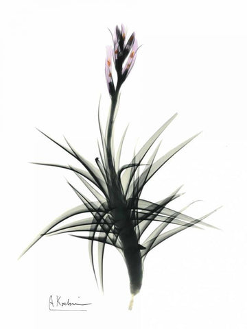 Tillandsia in Bloom Black Ornate Wood Framed Art Print with Double Matting by Koetsier, Albert