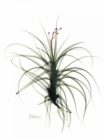 Tillandsia Top White Modern Wood Framed Art Print with Double Matting by Koetsier, Albert
