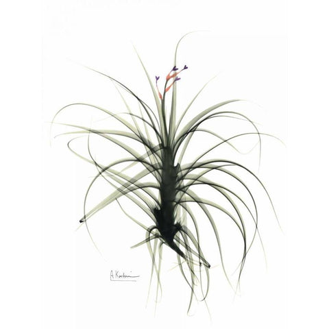 Tillandsia Top Black Modern Wood Framed Art Print with Double Matting by Koetsier, Albert