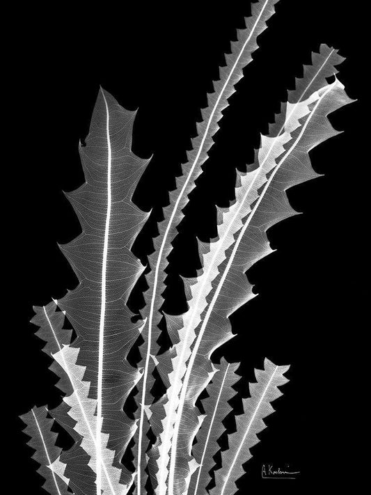 Image Only