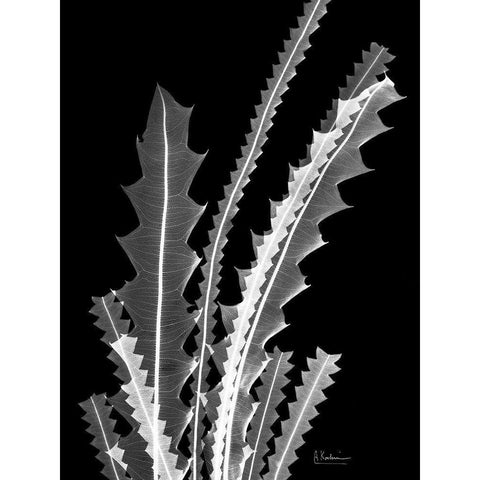 Banksia SE46 Black Modern Wood Framed Art Print by Koetsier, Albert
