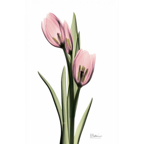 Annie Tulip Black Modern Wood Framed Art Print with Double Matting by Koetsier, Albert