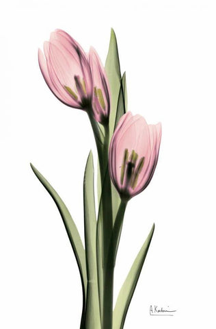 Annie Tulip White Modern Wood Framed Art Print with Double Matting by Koetsier, Albert