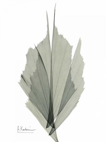 Fish Tail Caryola White Modern Wood Framed Art Print with Double Matting by Koetsier, Albert